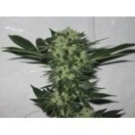 The Cali Connection 818 Headband (aka Sour OG) feminisiert – 6 Samen