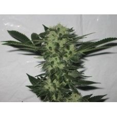 The Cali Connection 818 Headband (aka Sour OG) feminisiert – 6 Samen