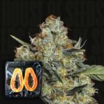 Dulce de Papaya
