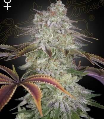Green House Seed Co. AlienZ