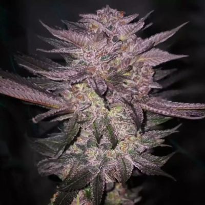 Ethos Genetics Atomic Fuego R1 feminisiert – 5 Samen
