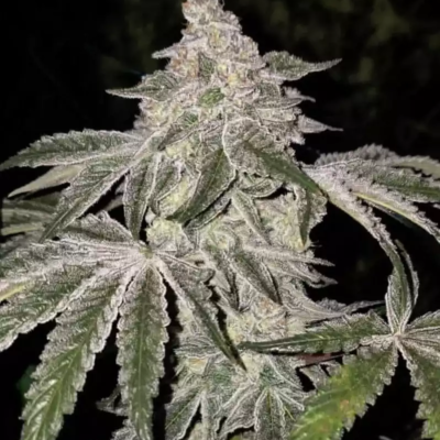 Ethos Genetics Atomic Leisure R1 feminisiert – 5 Samen