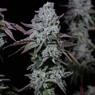 Ethos Genetics Banana Daddy IBL Auto feminisiert – 6 Samen