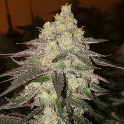 Ethos Genetics Banana Daddy RBX2 Auto feminisiert – 6 Samen