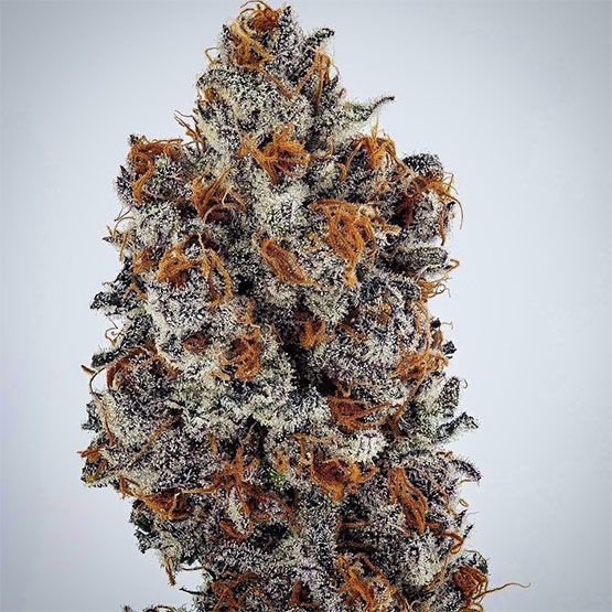Ethos Genetics Banana Hammock RBX feminisiert – 5 Samen
