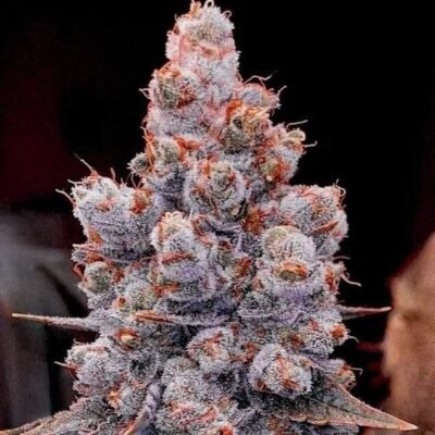 Ethos Genetics Banana Jealousy RF3 Auto feminisiert – 6 Samen