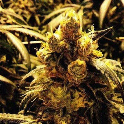 Grand Daddy Genetics Bay Dream regulär – 10 Samen