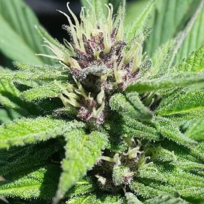 Grand Daddy Genetics Bay Thunderbolt regulär – 10 Samen