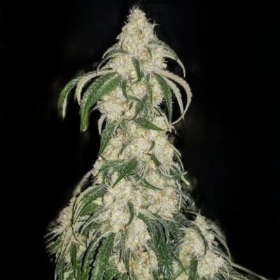 Ethos Genetics Big Fat n‘ Fruity R1 feminisiert – 5 Samen