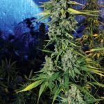 The Cali Connection Blue Dream Haze feminisiert – 6 Samen
