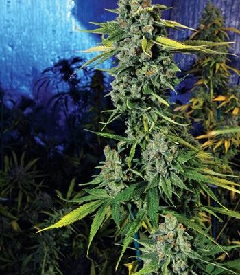 The Cali Connection Blue Dream Haze feminisiert – 6 Samen
