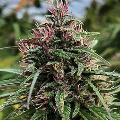 The Cali Connection Boax-Hindu CBD feminisiert – 6 Samen