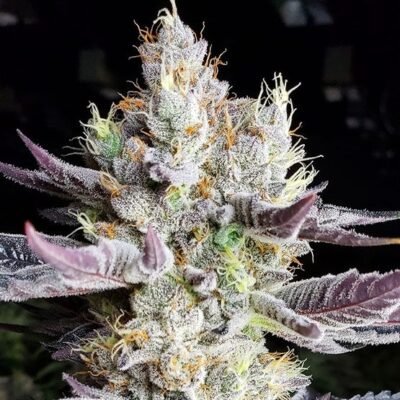 Ethos Genetics BooBerry Cookies RBX feminisiert – 5 Samen