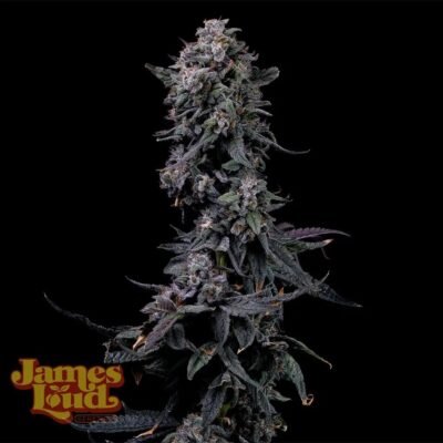 James Loud Genetics Bumpboxx Kush feminisiert – 3 Samen