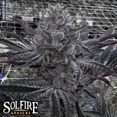 Solfire Gardens Butter Balm feminisiert