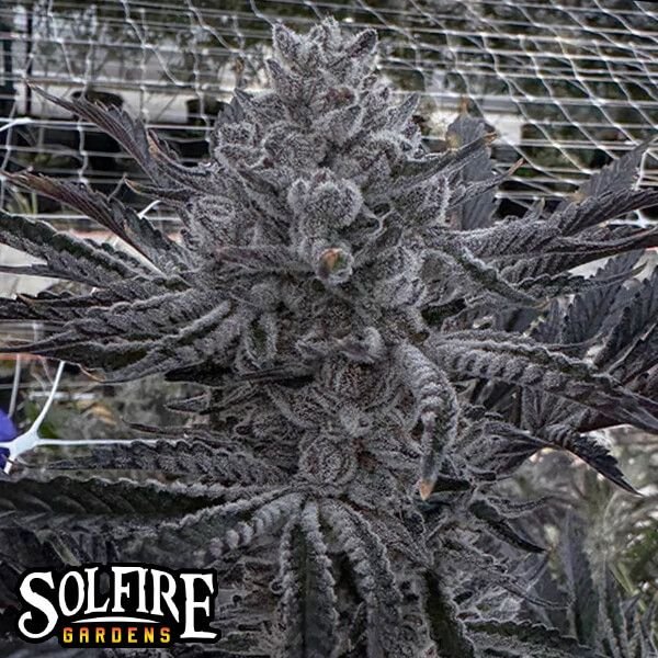 Solfire Gardens Butter Balm feminisiert