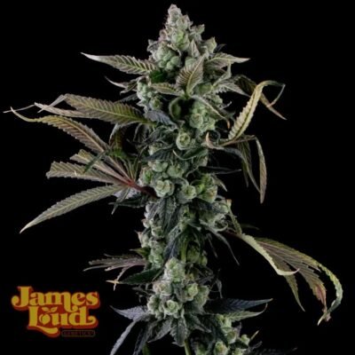 James Loud Genetics Candy Island feminisiert – 3 Samen