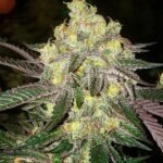 Ethos Genetics Candy Store RBX feminisiert – 5 Samen