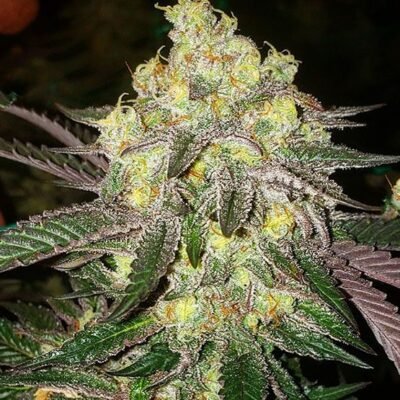 Ethos Genetics Candy Store RBX feminisiert – 5 Samen