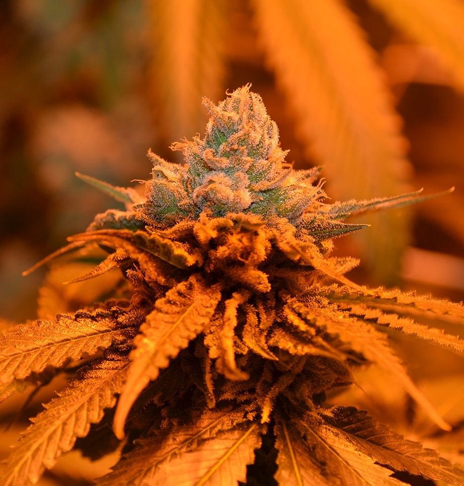 Grand Daddy Genetics Candyland feminisiert – 5 Samen