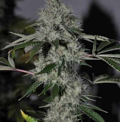The Cali Connection Chem 4 OG feminisiert – 6 Samen