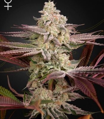 Green House Seed Co. Chemical Bride
