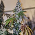 Ethos Genetics Cherry Pie OG S1 feminisiert – 5 Samen