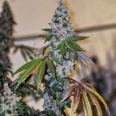 Ethos Genetics Cherry Pie OG S1 feminisiert – 5 Samen