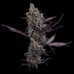 Brothers Grimm Seeds Cinderella Pineapple feminisiert – 3 Samen