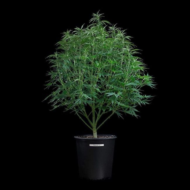 Brothers Grimm Seeds Cinderella Pineapple feminisiert – 3 Samen – Bild 2