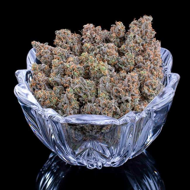 Brothers Grimm Seeds Cinderella Pineapple feminisiert – 3 Samen – Bild 3
