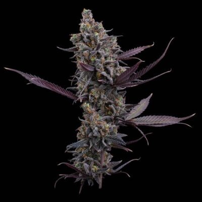Brothers Grimm Seeds Cinderella Pineapple feminisiert – 3 Samen