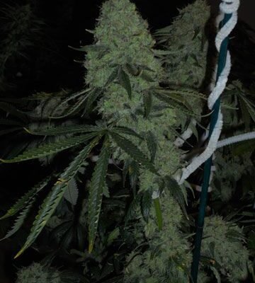 The Cali Connection Deadhead OG feminisiert – 6 Samen