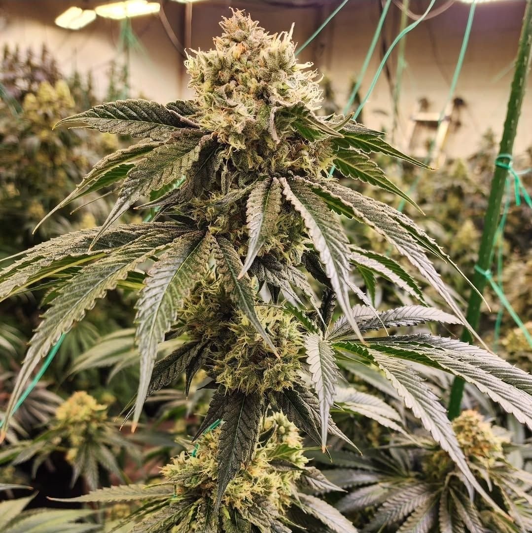 Ethos Genetics Dirty Banana Gen 1 Schnell feminisiert – 5 Samen