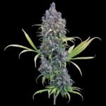 Brothers Grimm Seeds Durban Thai x C99 feminisiert – 3 Samen