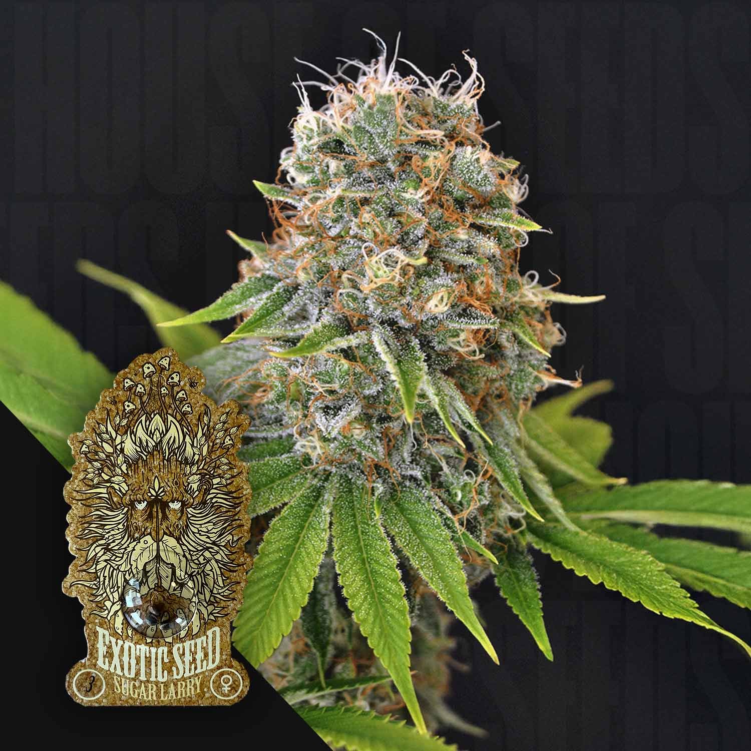 Sugar Larry