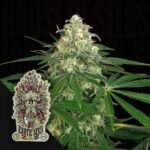 Z&Z Auto