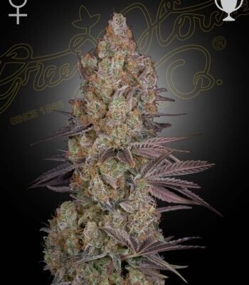 Green House Seed Co. Exodus Cheese