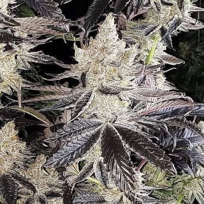 Ethos Genetics Ethos Cookies R2 feminisiert – 5 Samen
