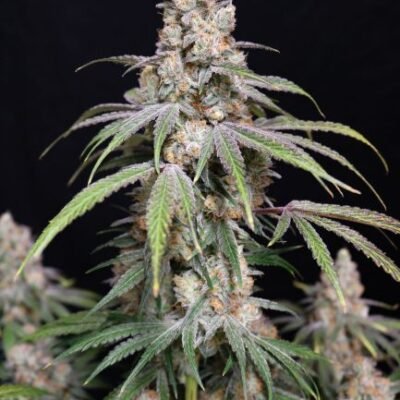 Lovin‘ In Her Eyes Funkberry Kush 2.0 feminisiert – 5 Samen