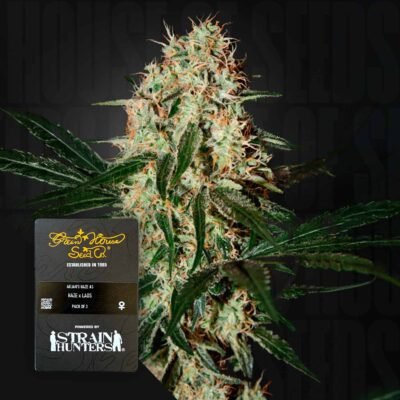 Green House Seed Co. Arjan’s Haze 3