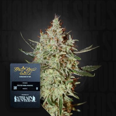 Green House Seed Co. GH Cheese