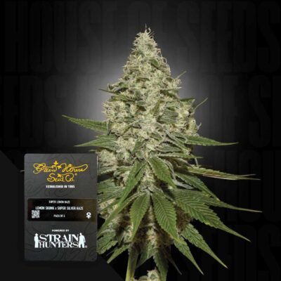 Green House Seed Co. Super Lemon Haze