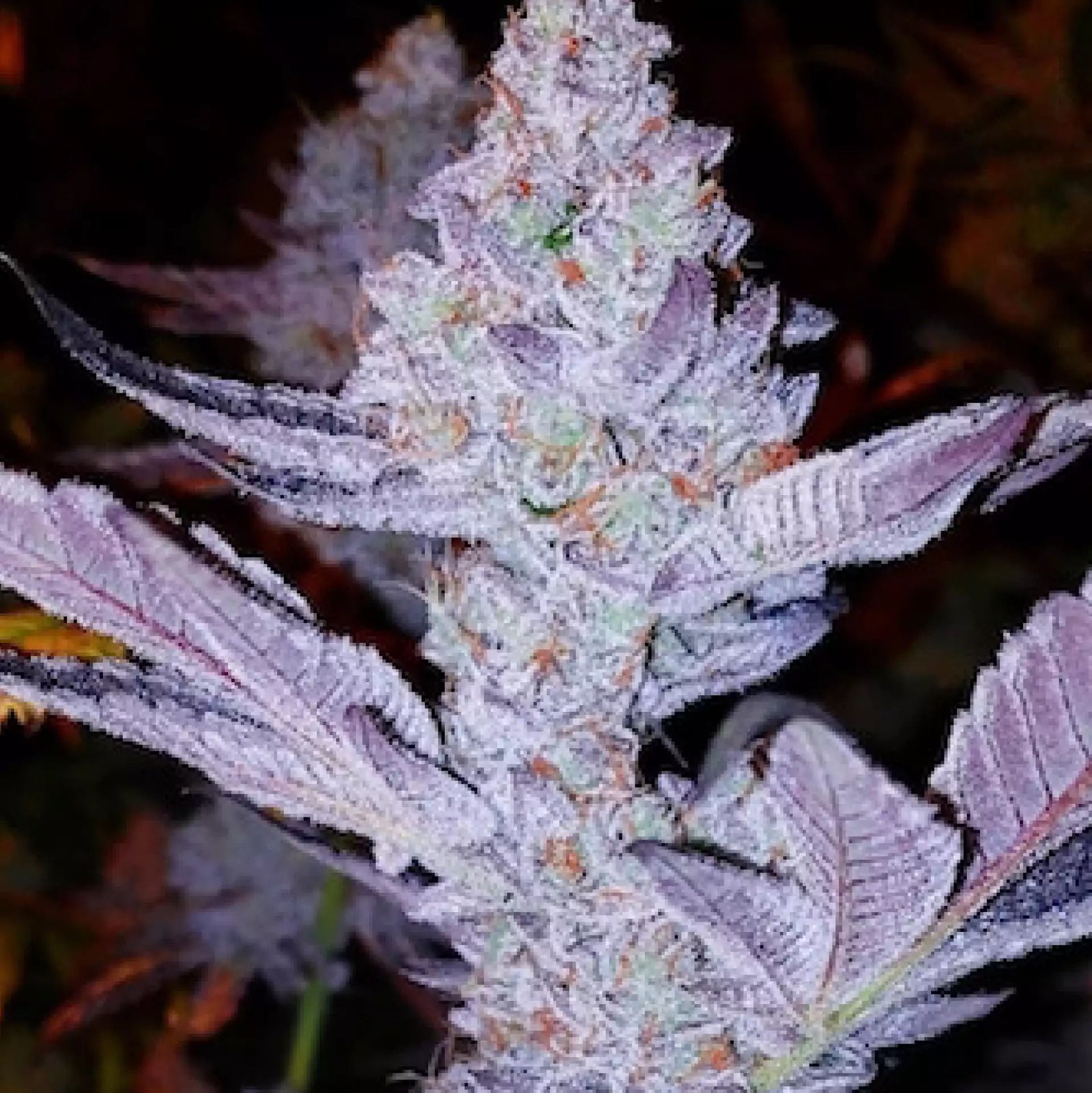 Ethos Genetics GMO Zkittlez F1 regulär – 8 Samen