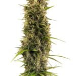 Ace Seeds Golden Tiger Thai Dominant 3rd Version feminisiert (Limited Edition) – 5 Samen