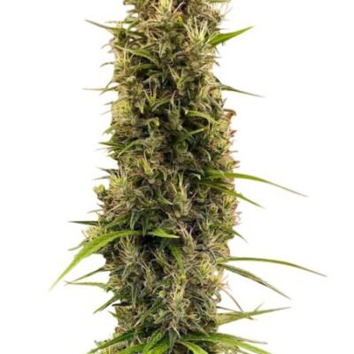 Ace Seeds Golden Tiger Thai Dominant 3rd Version feminisiert (Limited Edition) – 5 Samen