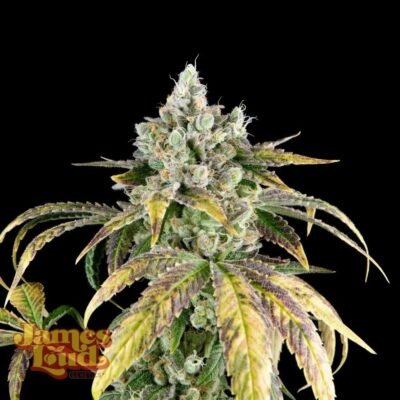 James Loud Genetics Gorilla Cookies OG Auto autoflowering – 3 Samen
