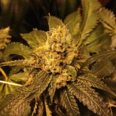 Grand Daddy Genetics Grandpa Larry regulär – 10 Samen