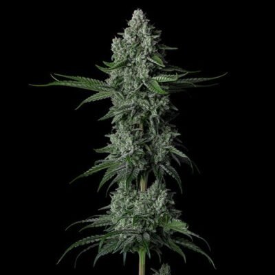 Ethos Genetics Grandpa’s Stash R2 feminisiert – 5 Samen