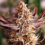 Lovin' In Her Eyes Grape Amethyst feminisiert – 5 Samen